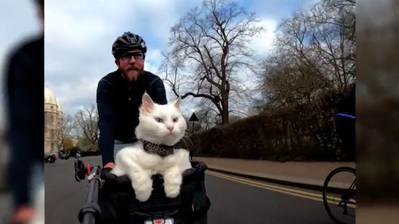 Hluchá kočka brázdí na kole ulice Londýna
